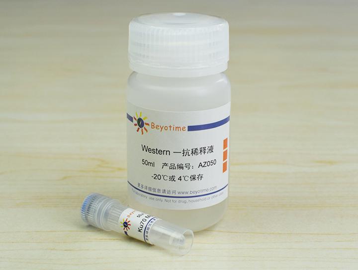 Ku70 Mouse Monoclonal Antibody